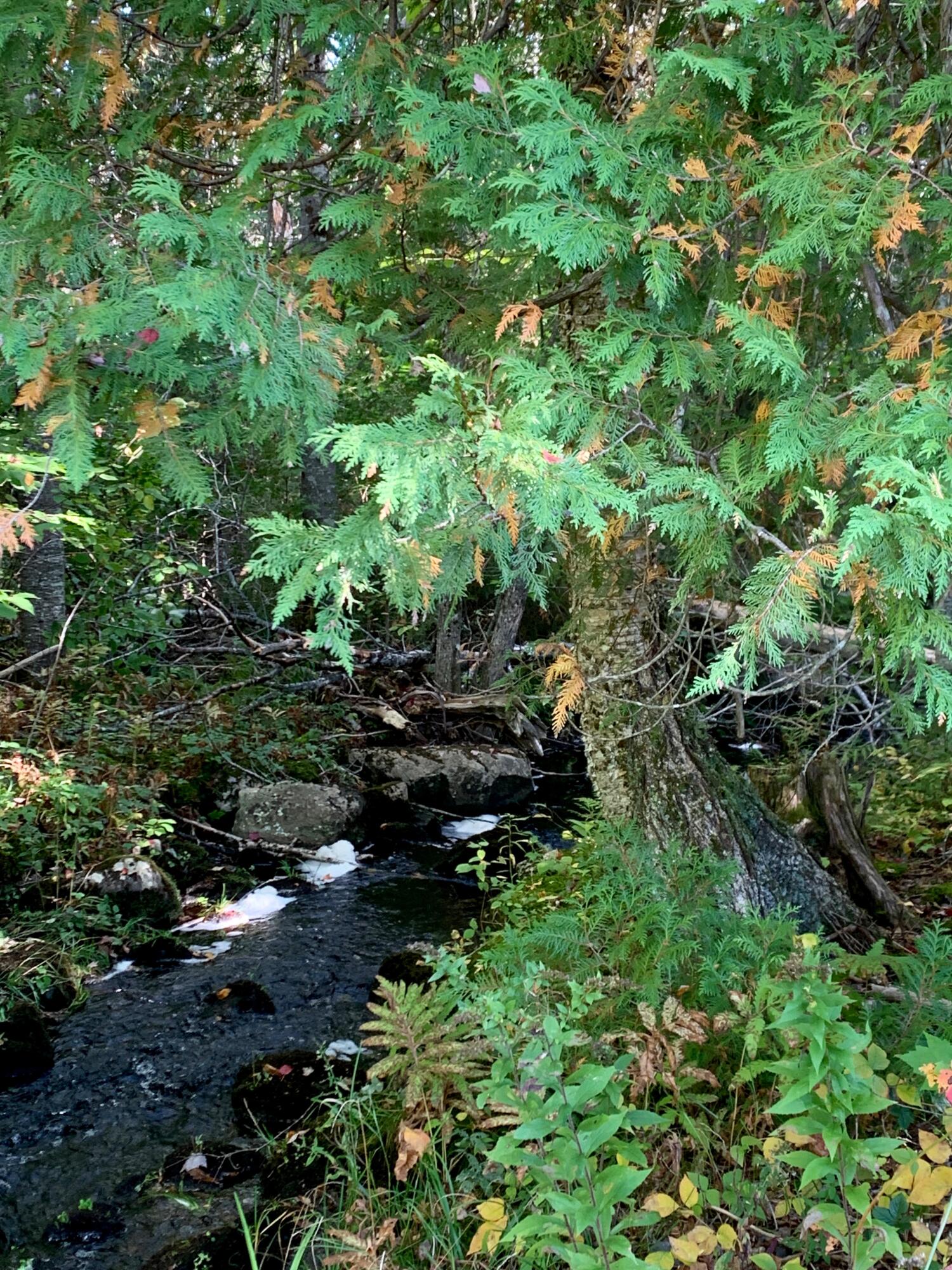 Lot 14 Off Steam Mill Road Robbinston, ME 04671 - Photo 12 of 67 IMG_2955