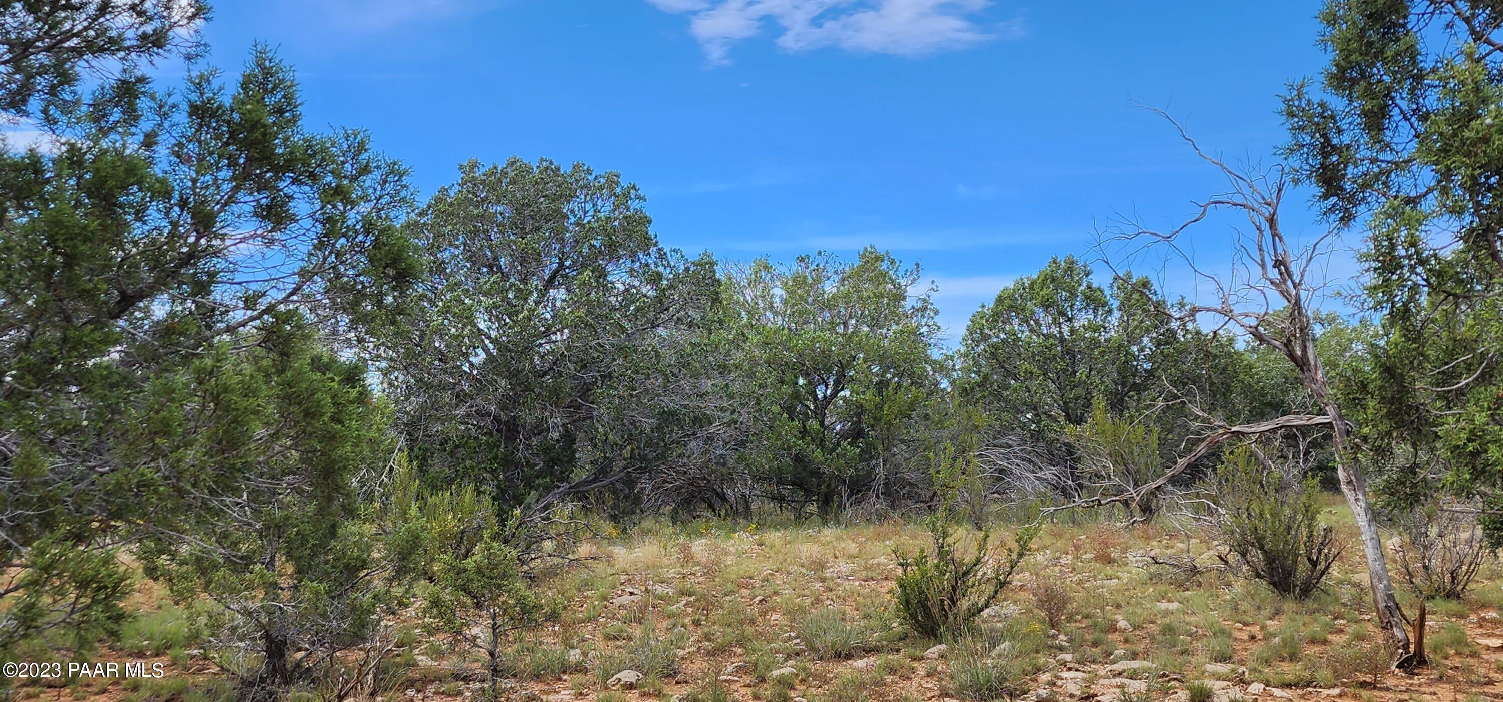 912 Westwood Ranch Williams, AZ 86046 - Photo 13 of 28 a view of a yard with a tree