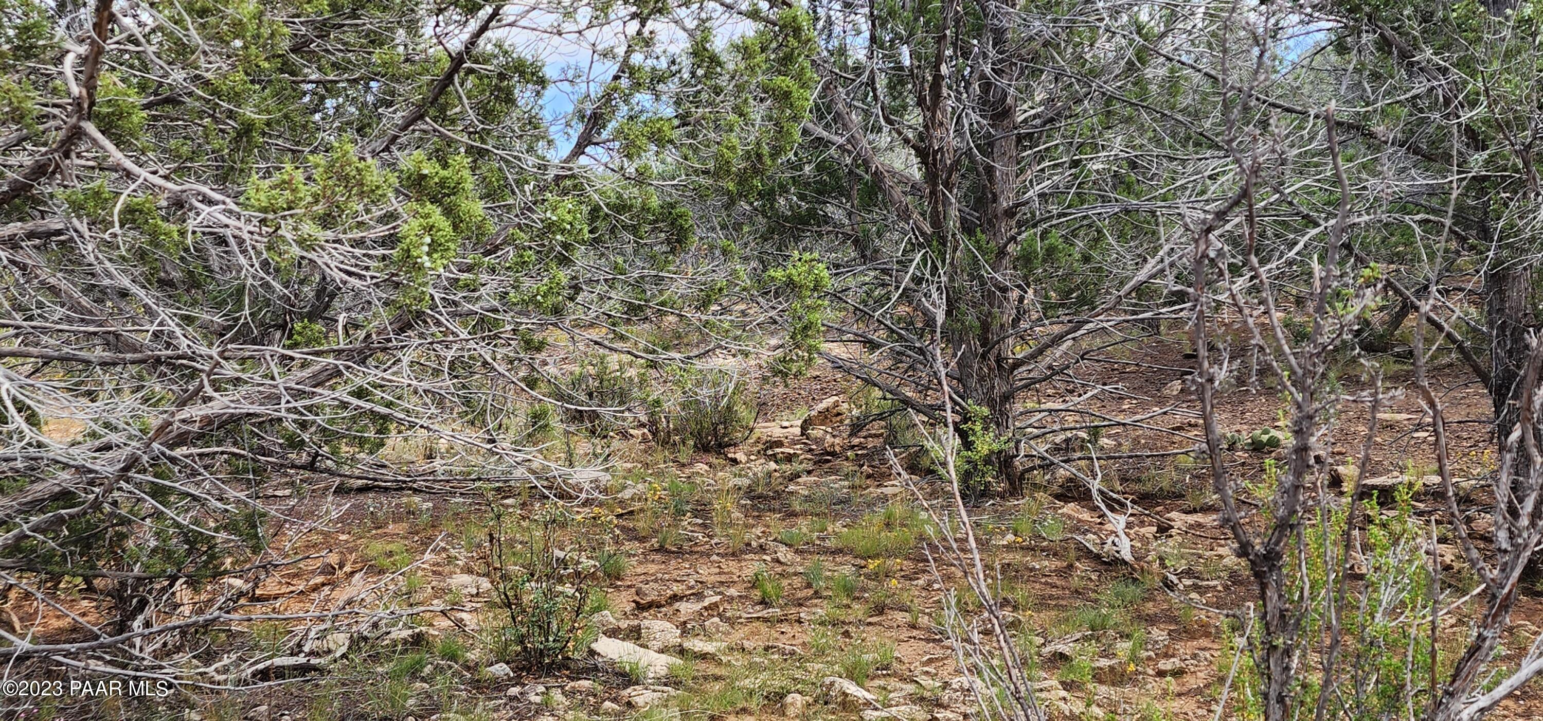 912 Westwood Ranch Williams, AZ 86046 - Photo 14 of 28 a view of a yard with a tree
