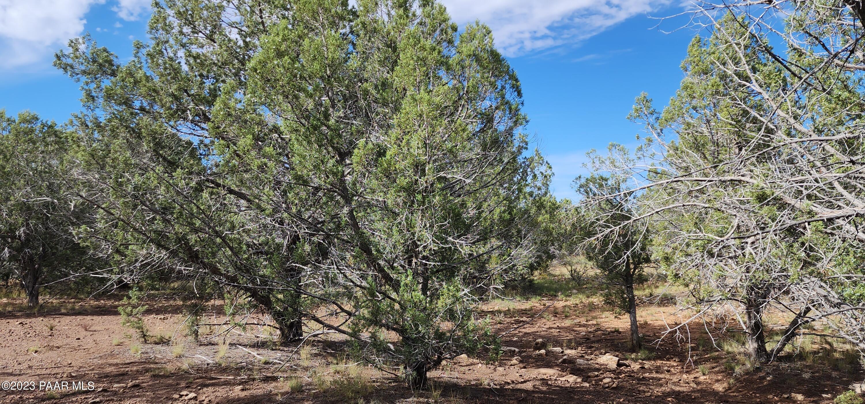 912 Westwood Ranch Williams, AZ 86046 - Photo 20 of 28 a view of a yard with some trees
