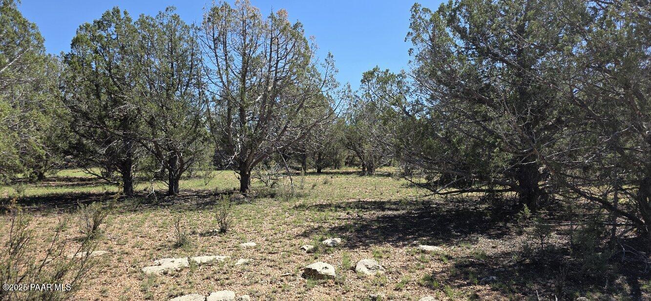 912 Westwood Ranch Williams, AZ 86046 - Photo 2 of 28 a view of yard covered with trees