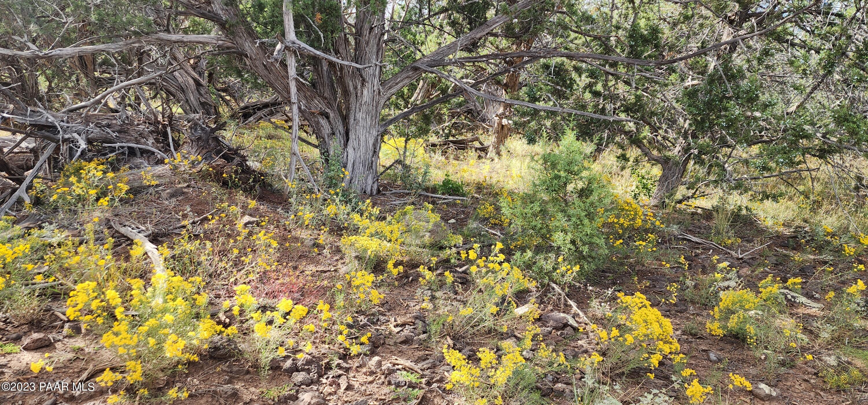912 Westwood Ranch Williams, AZ 86046 - Photo 23 of 28 a view of a tree