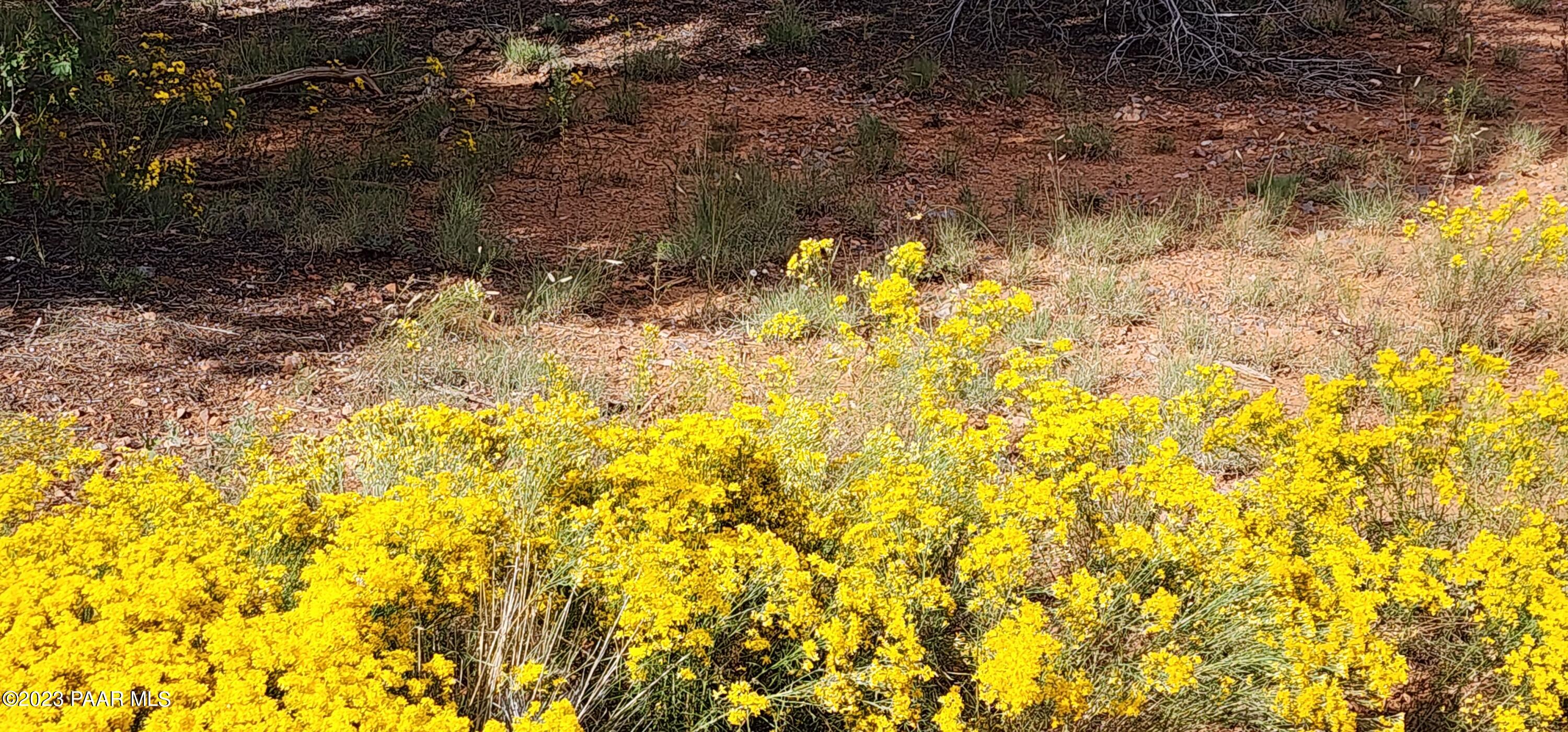 912 Westwood Ranch Williams, AZ 86046 - Photo 24 of 28 a view of a yard with a tree