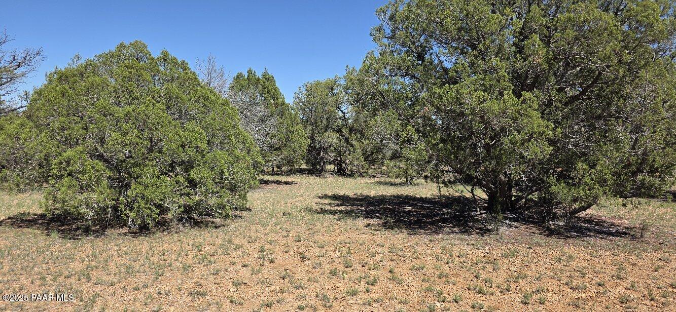 912 Westwood Ranch Williams, AZ 86046 - Photo 26 of 28 a view of a yard with plants and trees