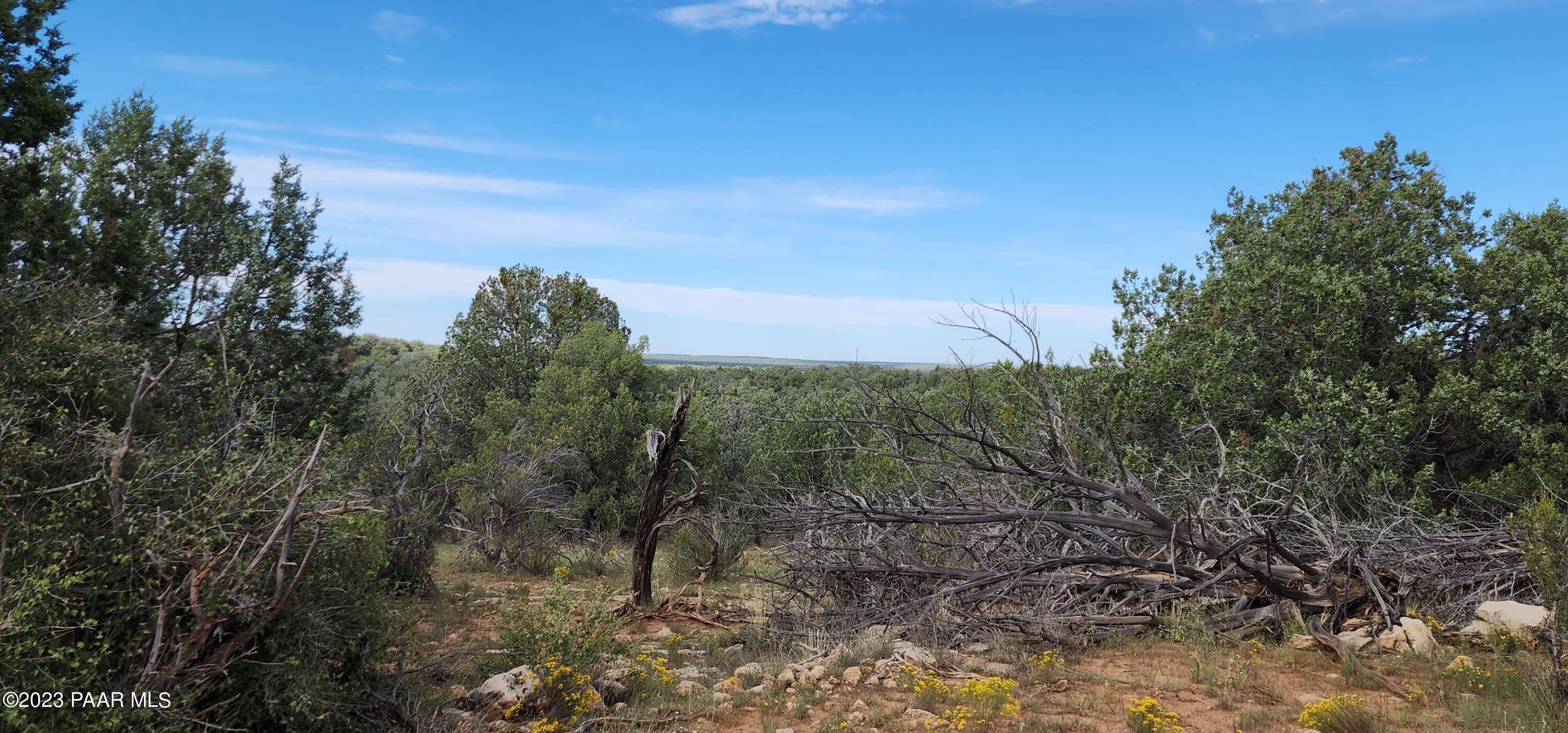 912 Westwood Ranch Williams, AZ 86046 - Photo 6 of 28 a view of a yard with a tree