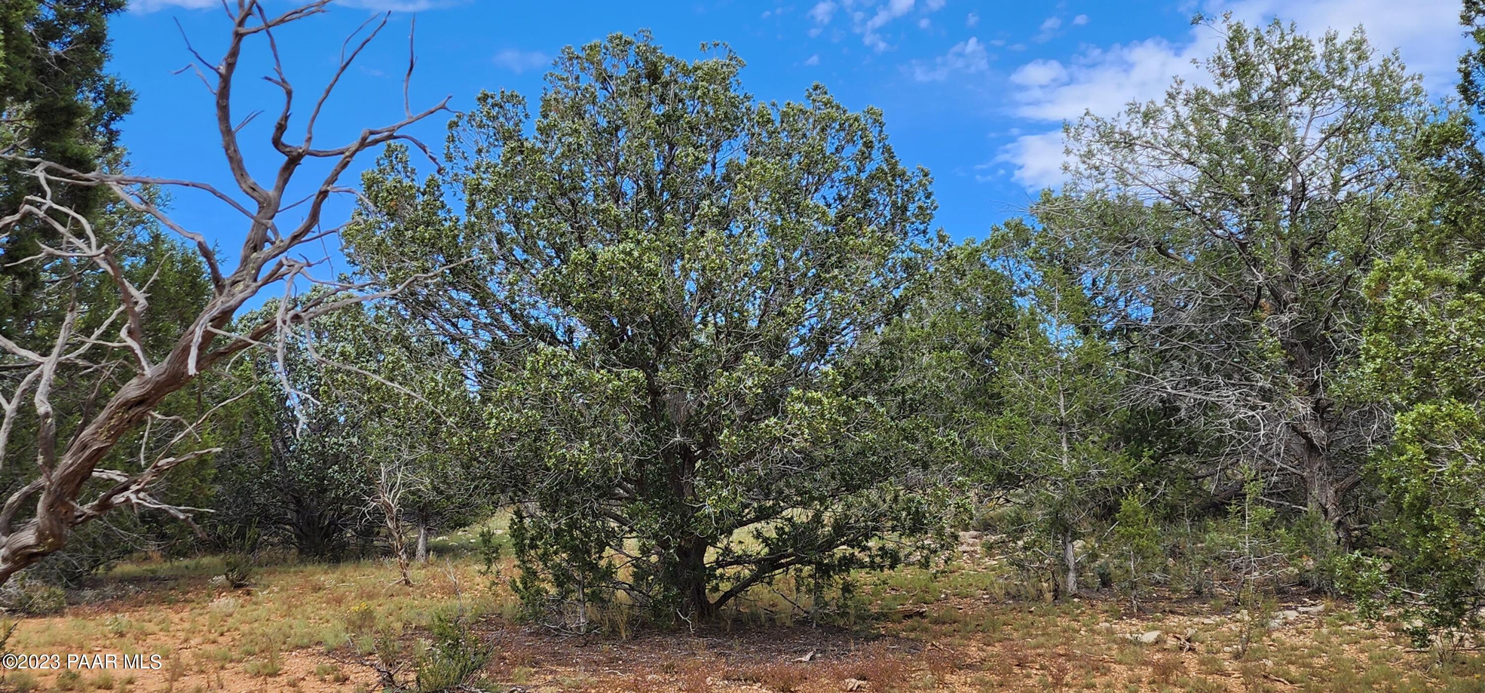 912 Westwood Ranch Williams, AZ 86046 - Photo 9 of 28 a view of a plants with yard
