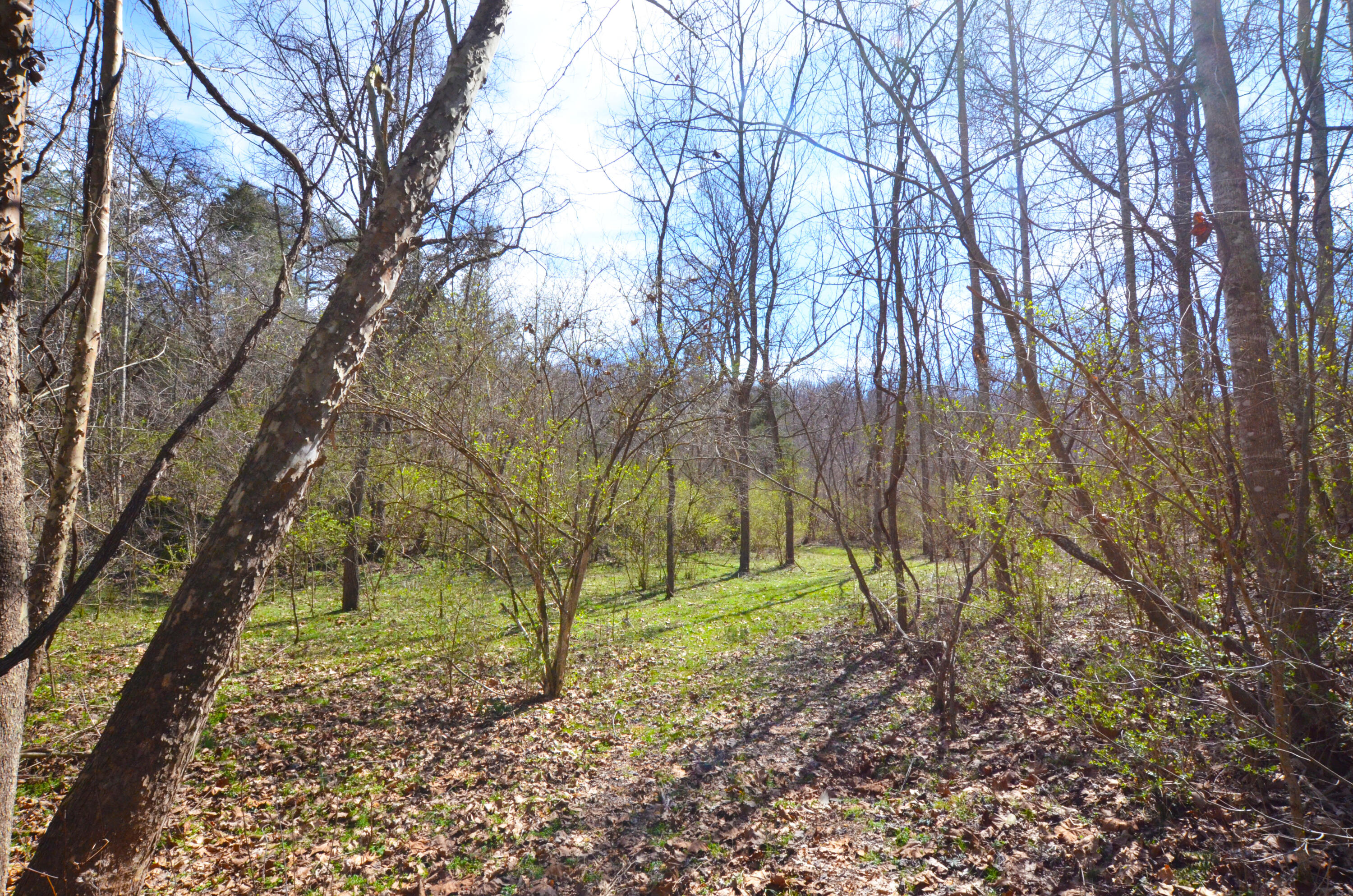615 Bobby Miller Road Irvine, KY 40336 - Photo 48 of 50 Primetime hunting fields!