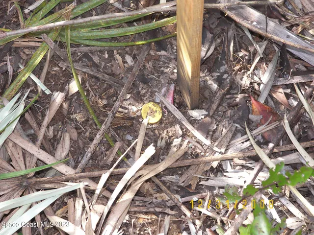 a view of a tree with a tree
