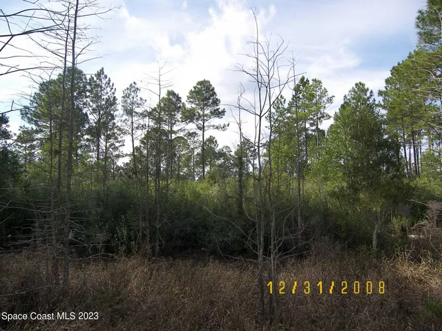 a view of a forest with trees