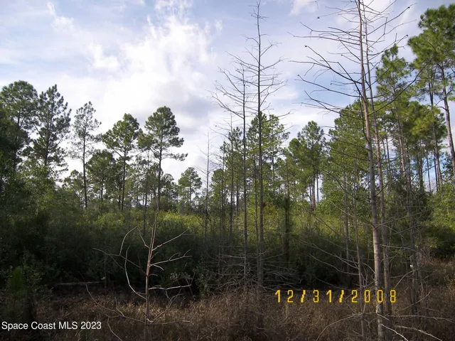 a view of a forest with a tree