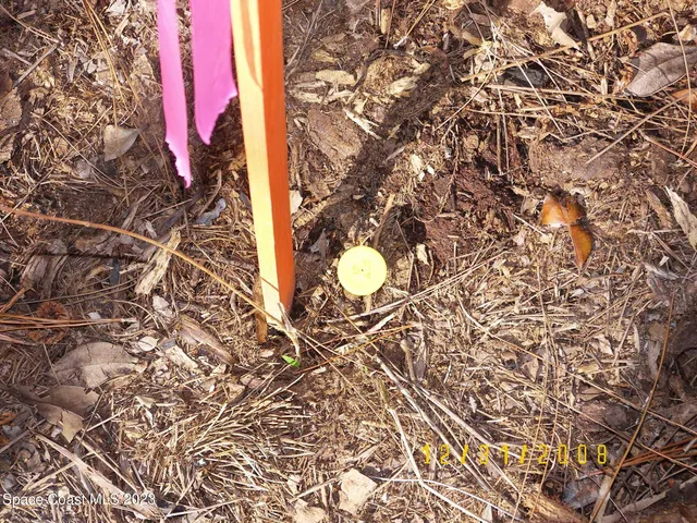 a close up of a plant in a garden