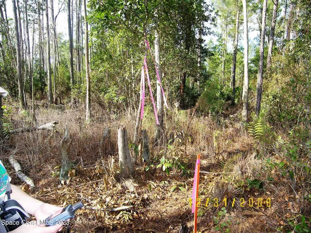a view of a tree with a tree