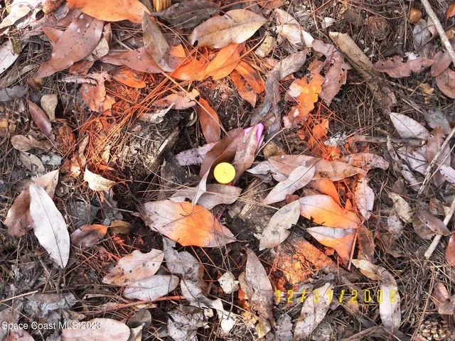 a view of a yard with plants and trees