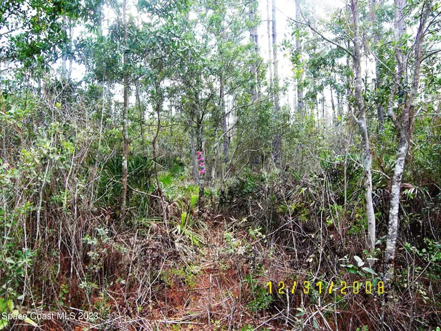 a view of a forest with a tree