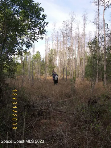 a view of a forest from balcony