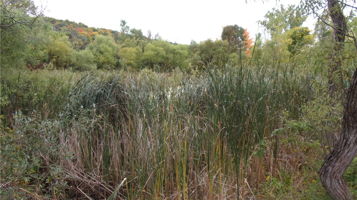 8694 Scipio Road Nunda, NY 14517 - Photo 13 of 17