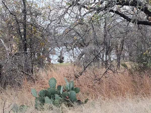 a view of a forest with lots of trees