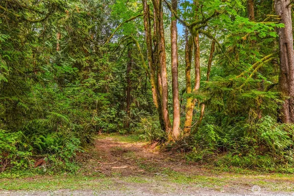 a view of a yard with plants and trees