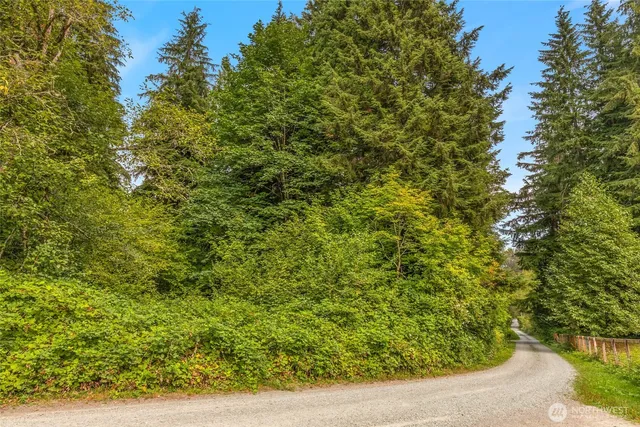 a view of a large yard with plants and large tree