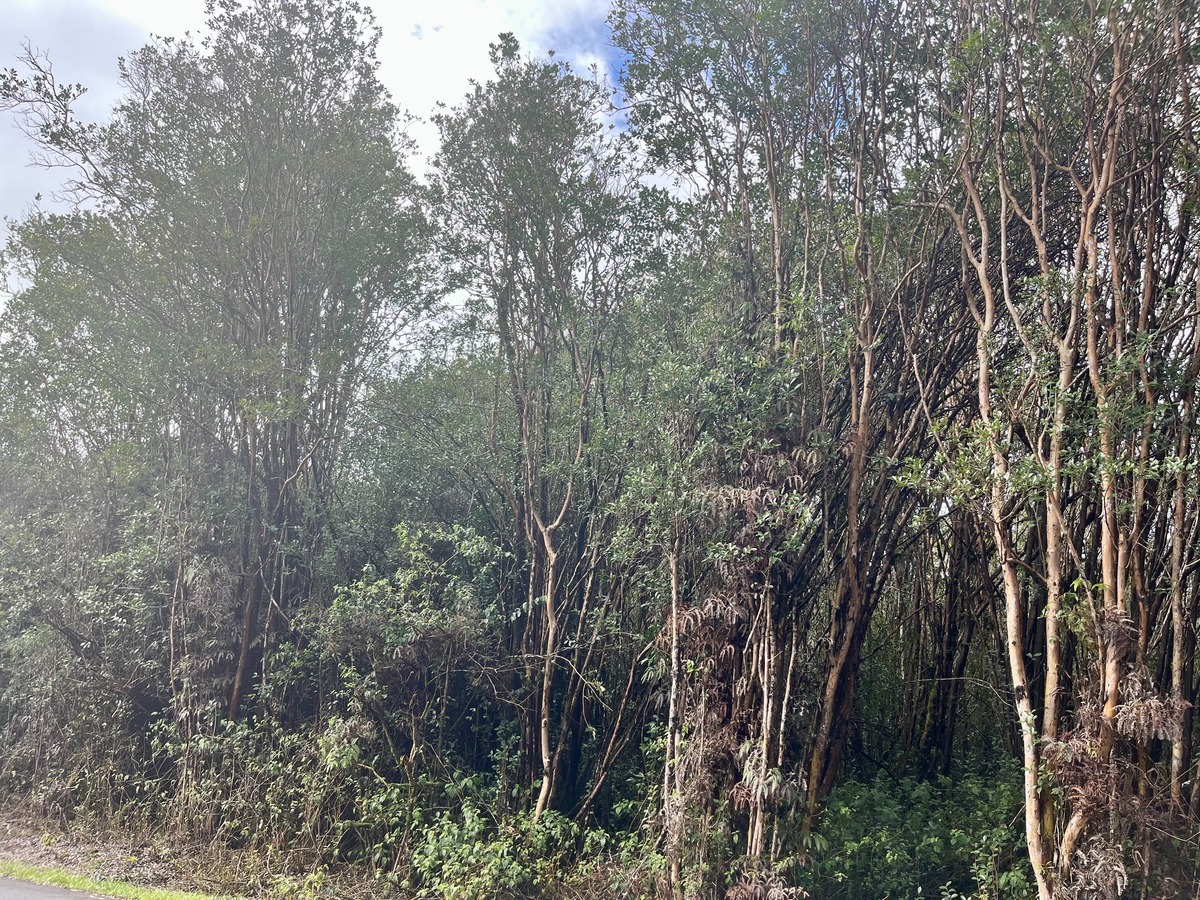 2 South Kulani Road Mountain View, HI 96771 - Photo 11 of 12 Gallery Image 11