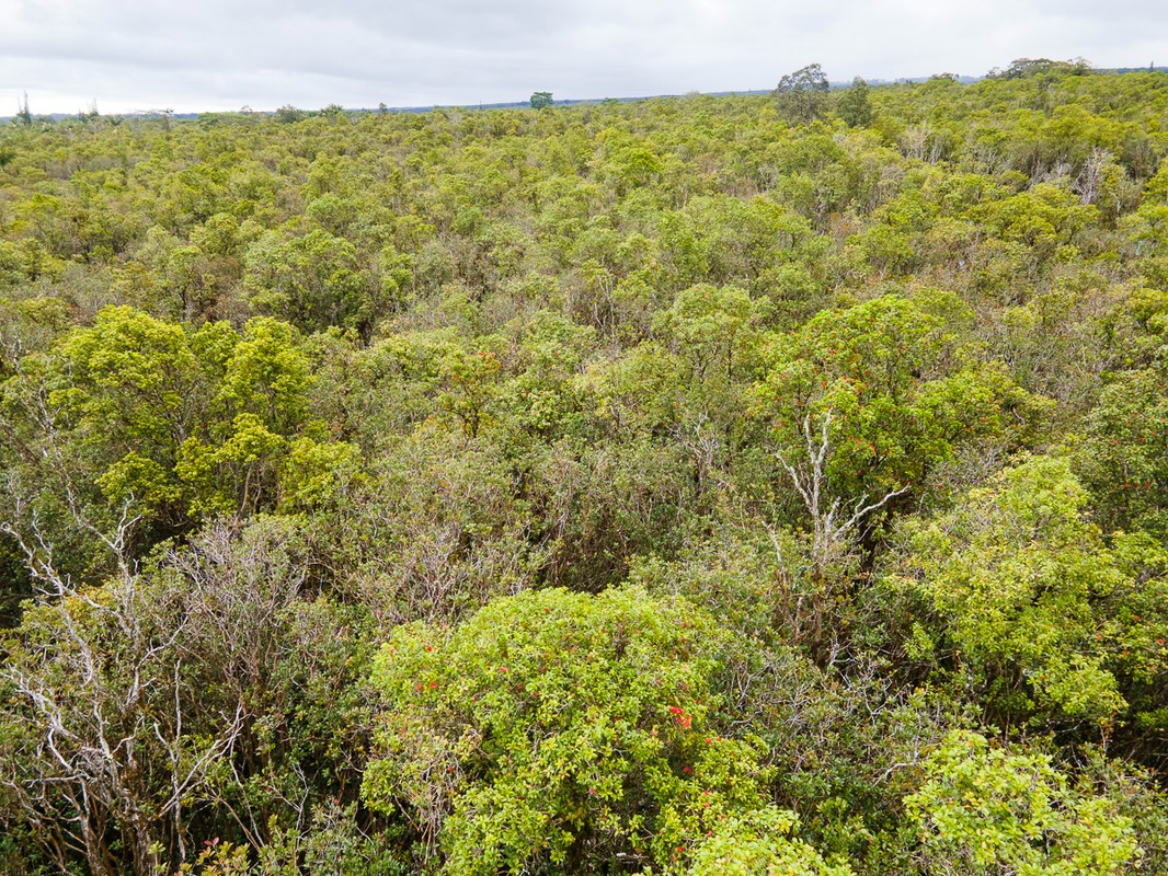 2 South Kulani Road Mountain View, HI 96771 - Photo 7 of 12 Gallery Image 7