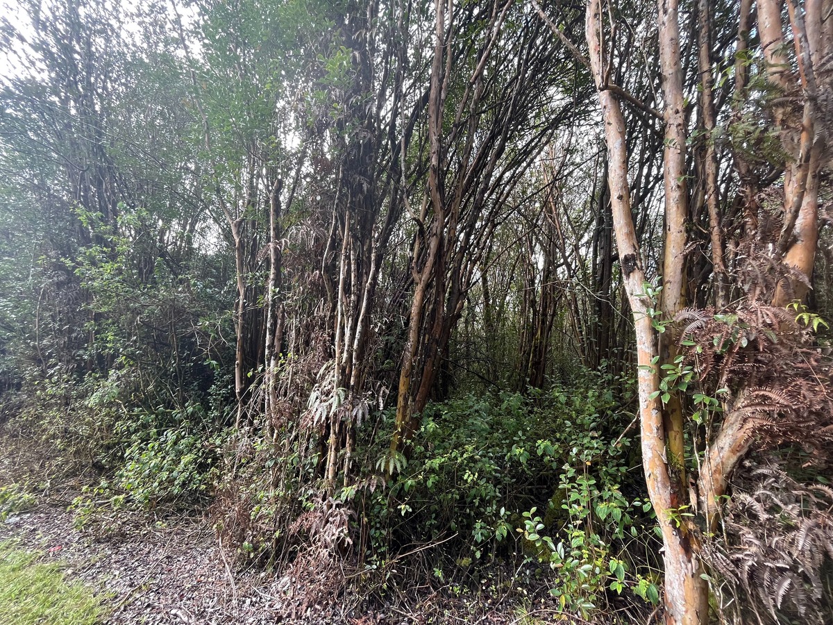 2 South Kulani Road Mountain View, HI 96771 - Photo 10 of 12 Gallery Image 10
