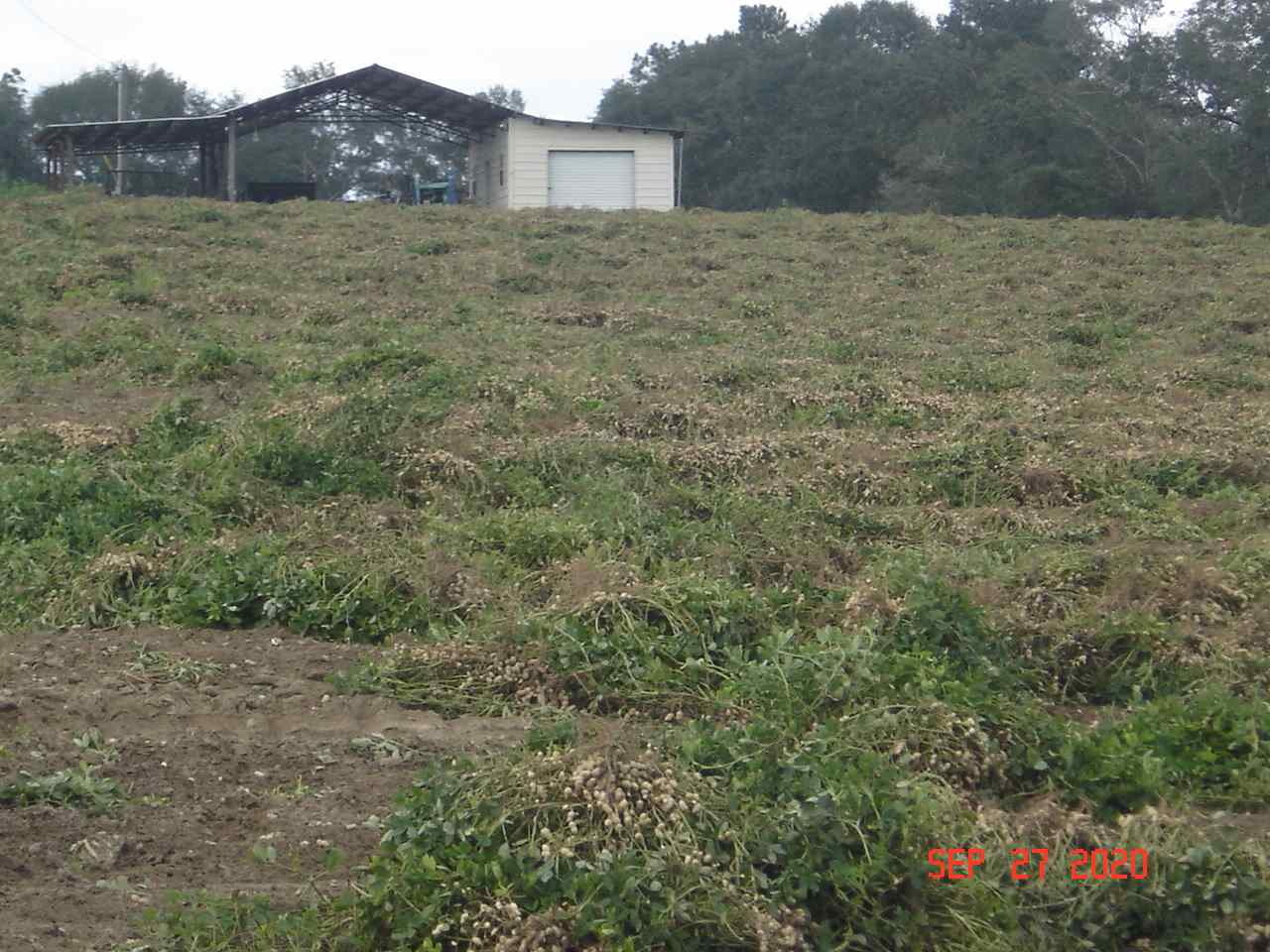 49-acres - Messick Loop Andalusia, AL 36421 - Photo 17 of 30 Gallery Image 17