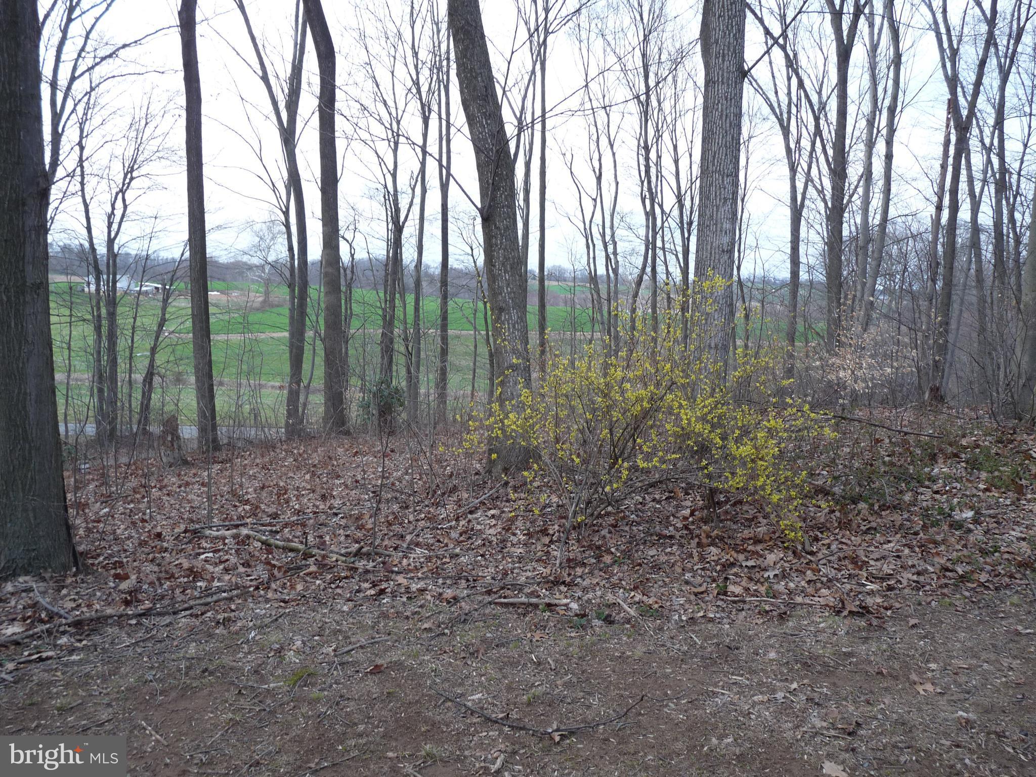 242 West Red Hill Road Conowingo, MD 21918 - Photo 3 of 14 Treed/Wooded Lot