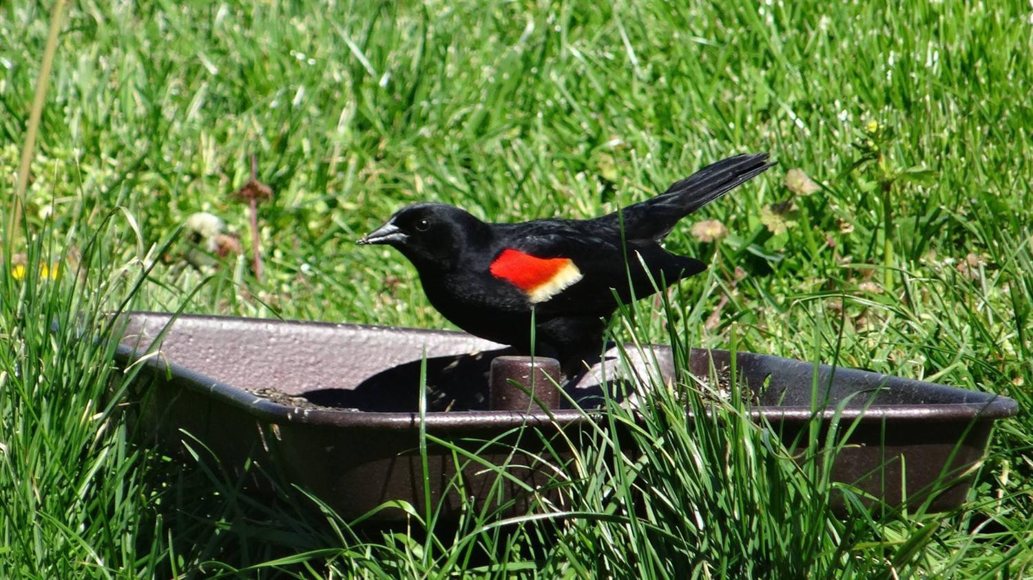 4445 McCormick Road Mount Sterling, KY 40353 - Photo 30 of 31 Red-winged Blackbird in the rear yard