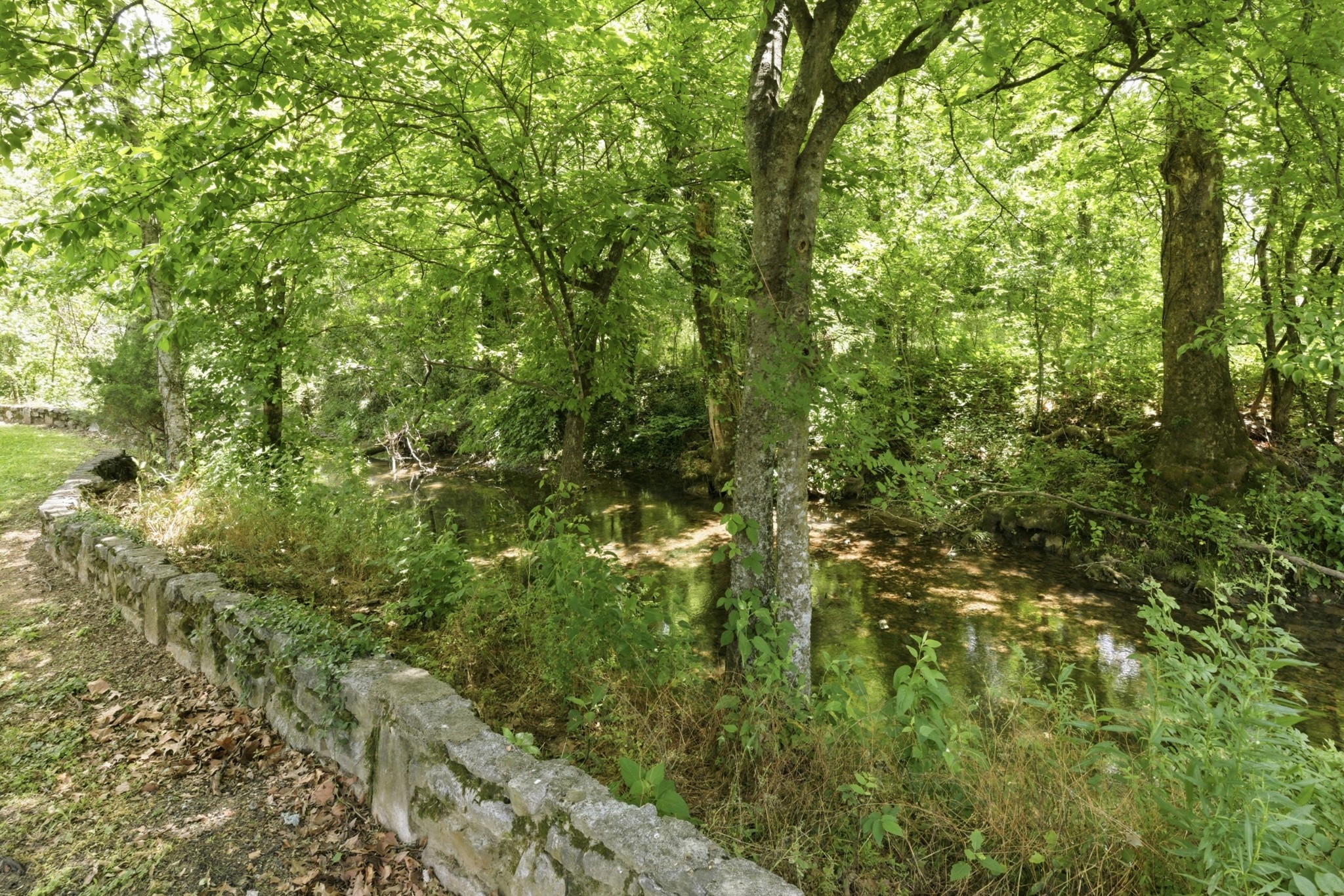 2540 Carl Fox Road Cornersville, TN 37047 - Photo 47 of 48 a view of a lush green forest
