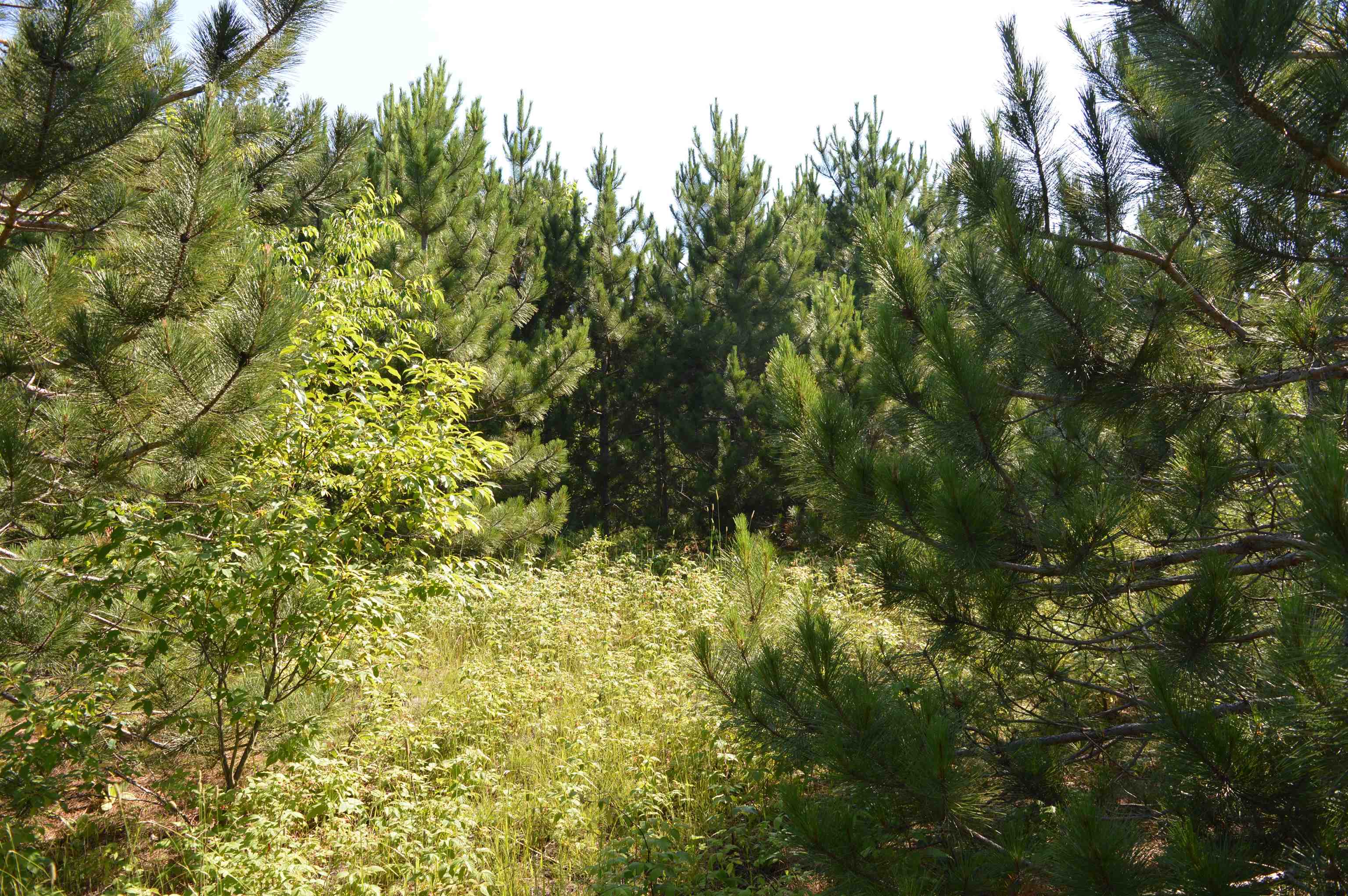 Northeast Holly Road, Unit LOT: A Kalkaska, MI 49646 - Photo 25 of 27
