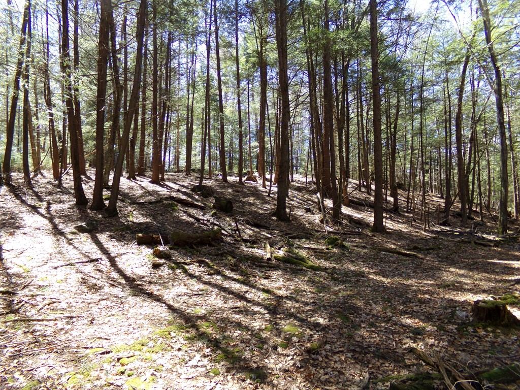 Lot 1 Montague Road Leverett, MA 01054 - Photo 9 of 11 Gallery Image 9