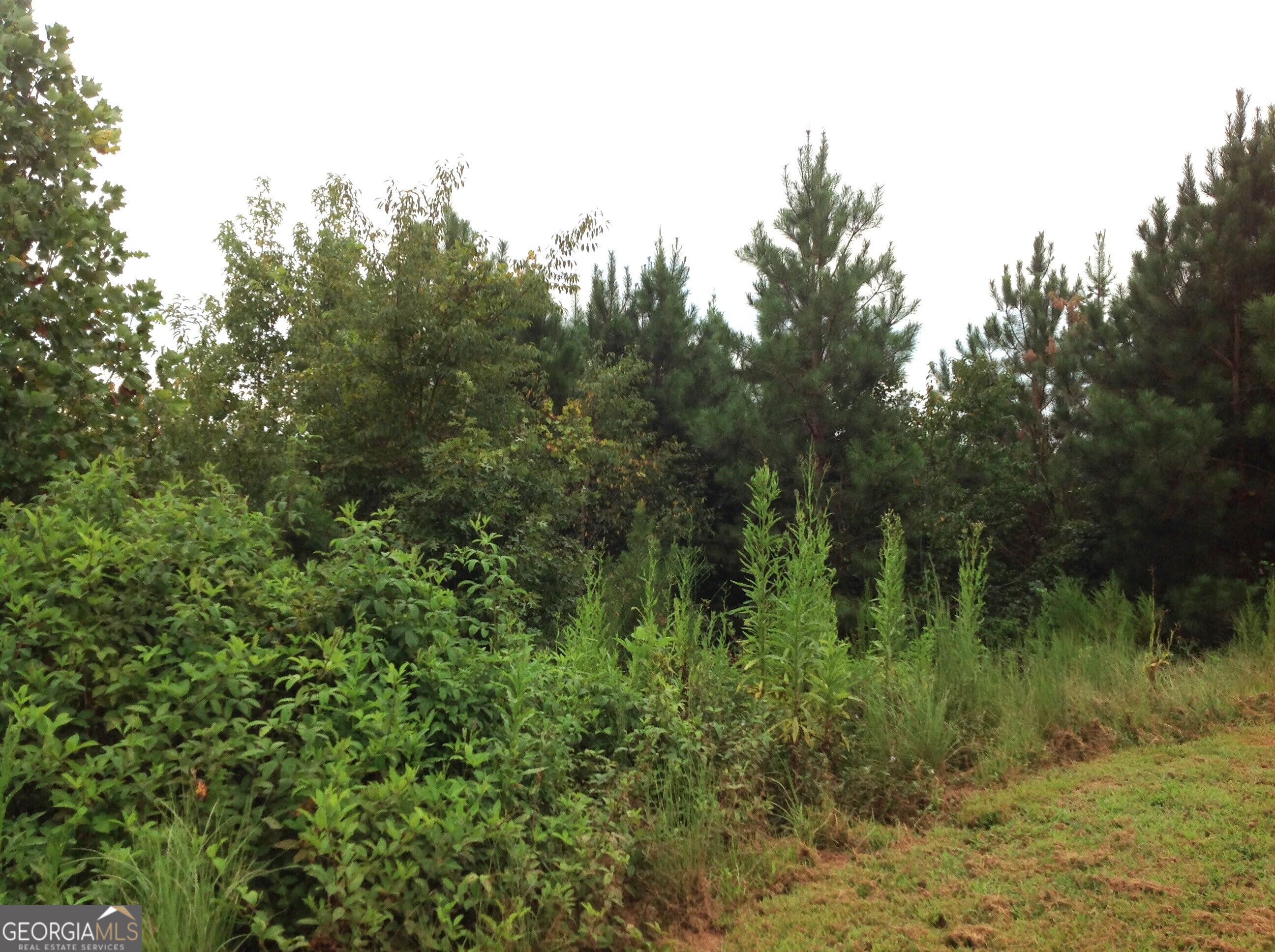 0 Co Rd 49 Muscadine, AL 36269 - Photo 5 of 18 Gallery Image 5