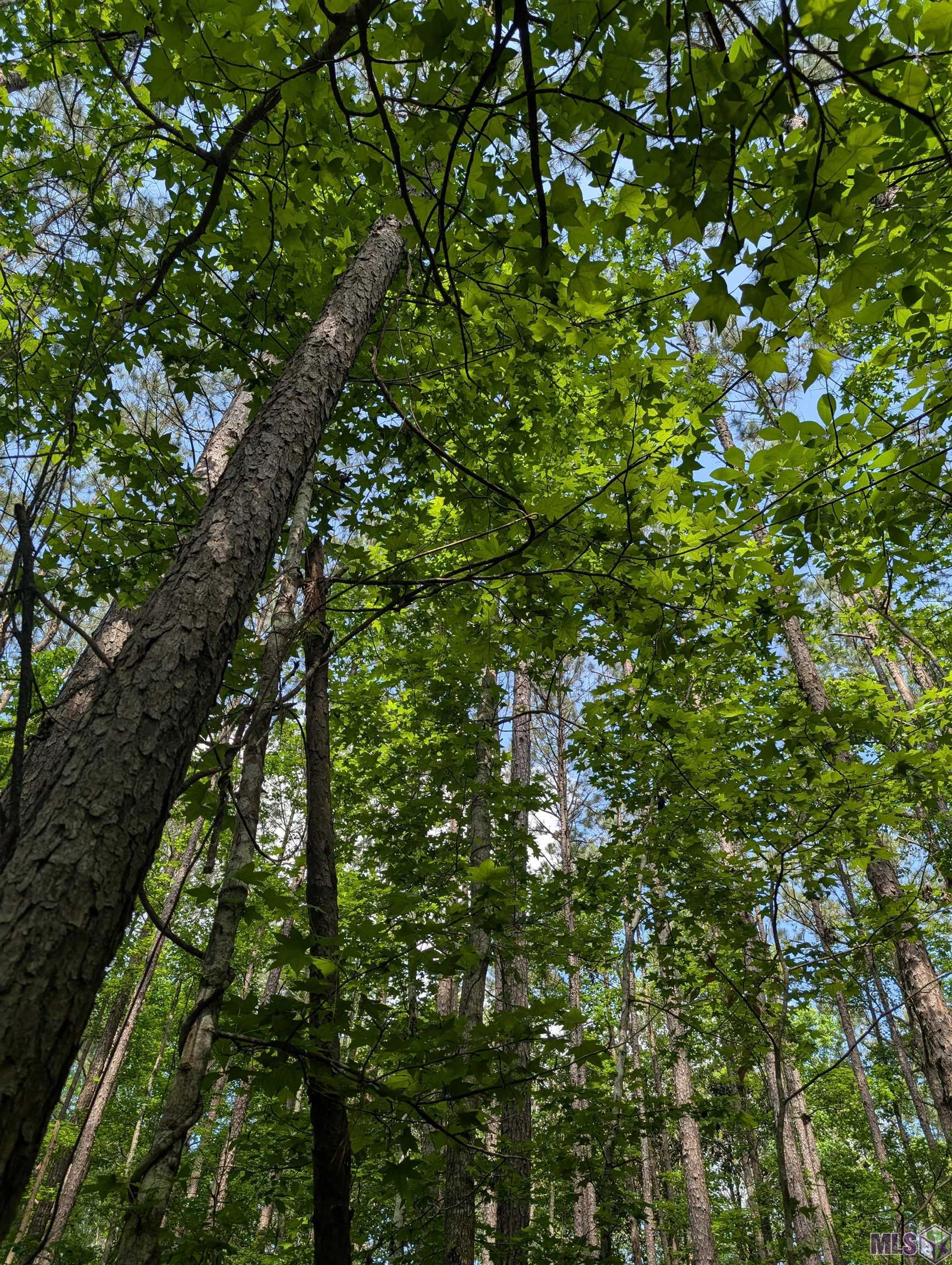4855 Highway 952 Jackson, LA 70748 - Photo 33 of 34 Majestic Mature Trees