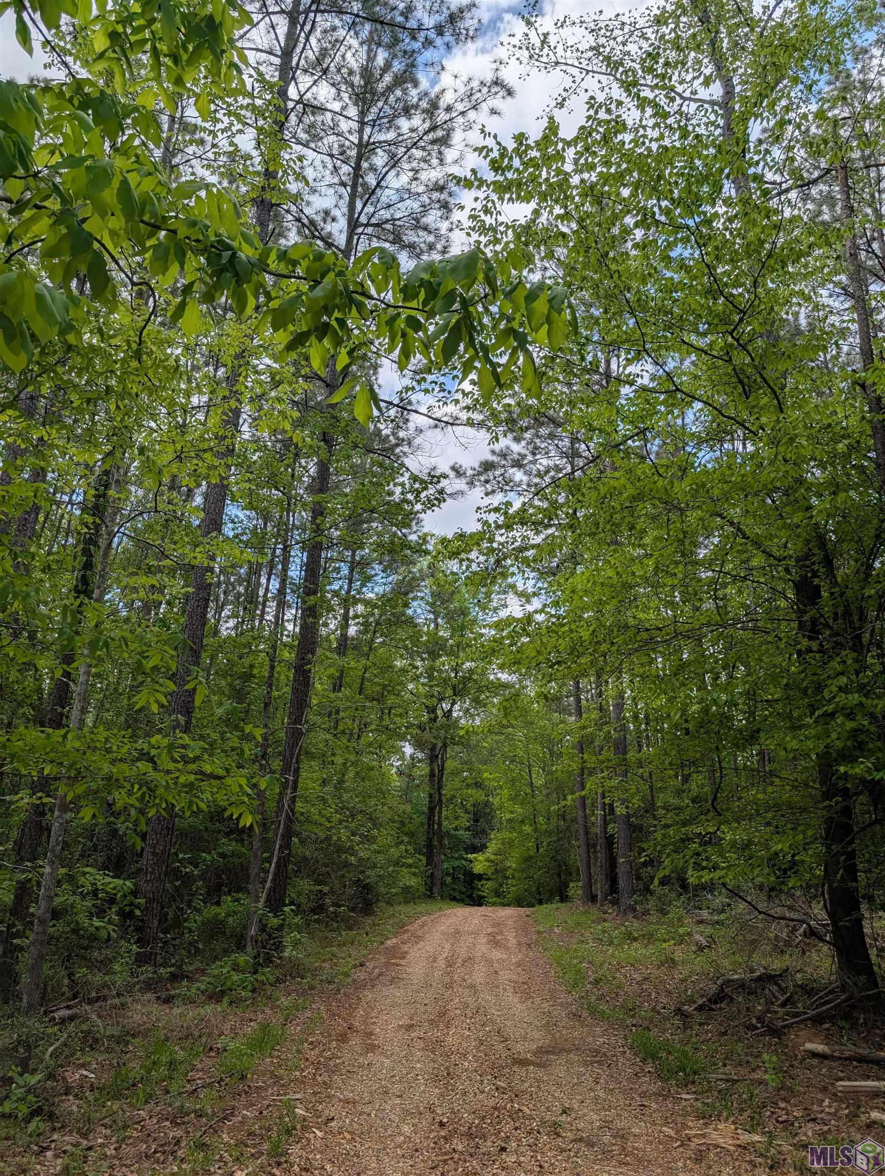4855 Highway 952 Jackson, LA 70748 - Photo 34 of 34 Serene Driveway