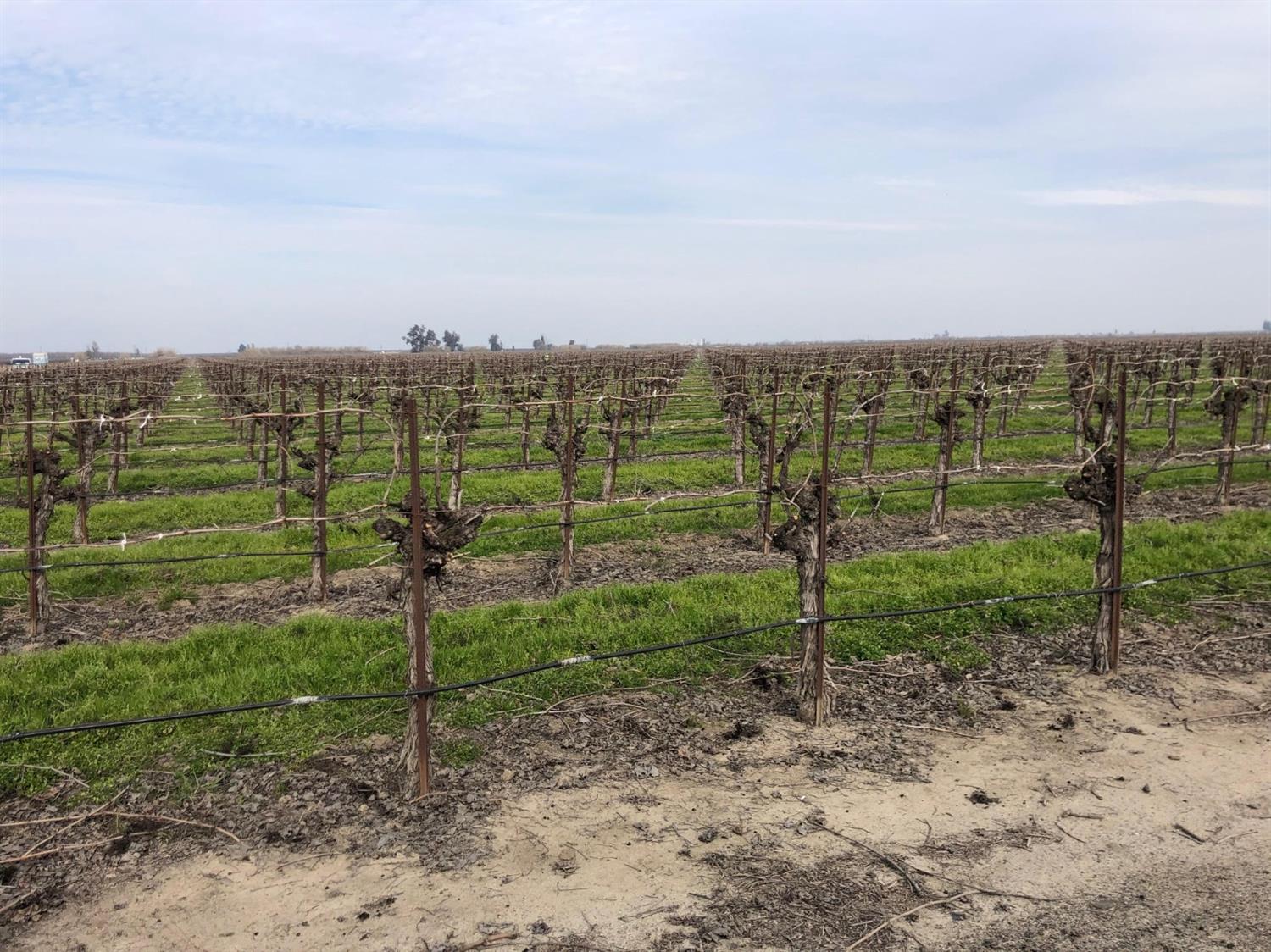 0 Road 23 Madera, CA 93637 - Photo 2 of 4 a view of a garden with a tree in the background