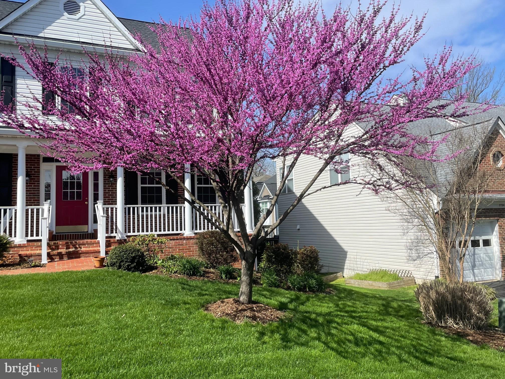 7736 White Willow Court Springfield, VA 22153 - Photo 80 of 84 Gorgeous Crepe Myrtle