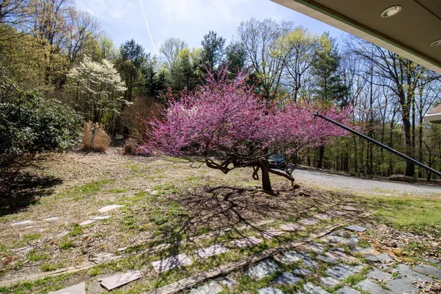 a view of a backyard