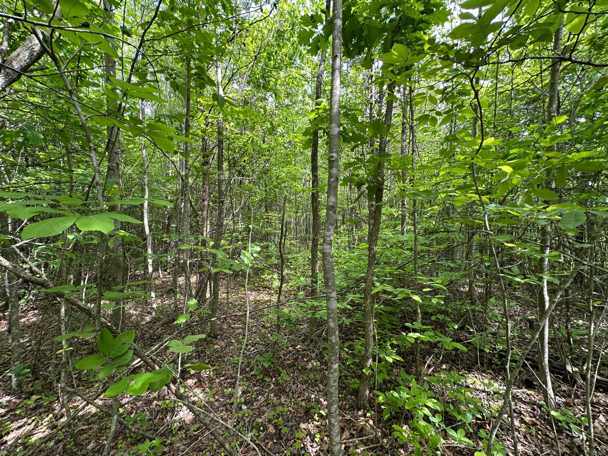 1802 River Road Williamsburg, KY 40769 - Photo 30 of 59 Woods