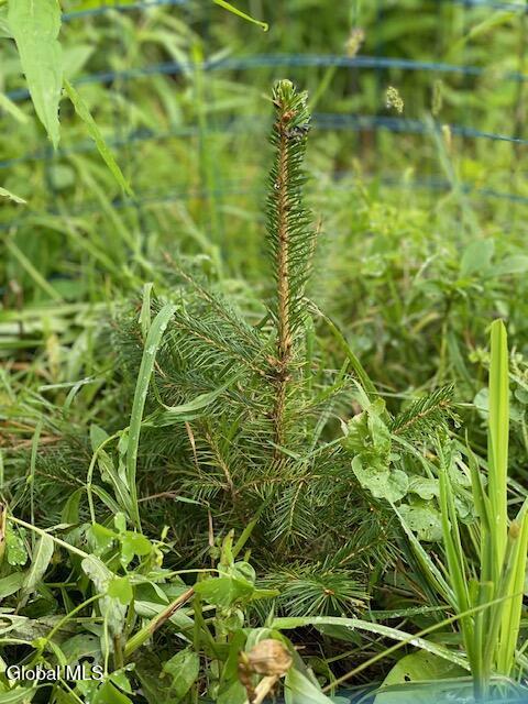 84 Baertschi Road Hoosick, NY 12090 - Photo 1 of 2 New Growth