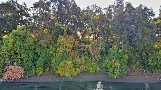 a view of a yard with a tree