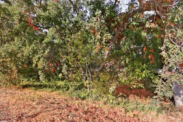 a view of a garden with plants