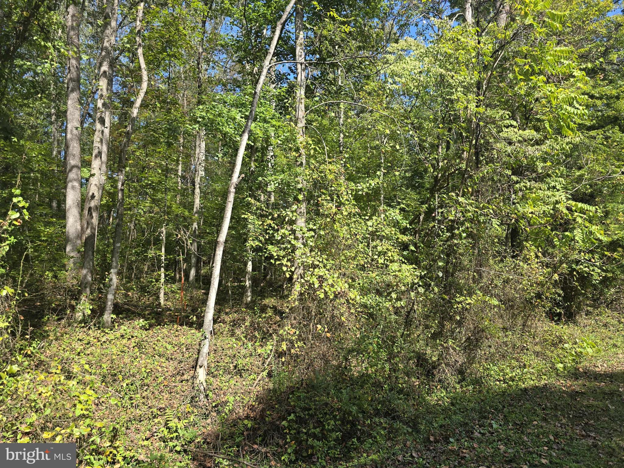 Poorhouse Road Banco, VA 22711 - Photo 2 of 5