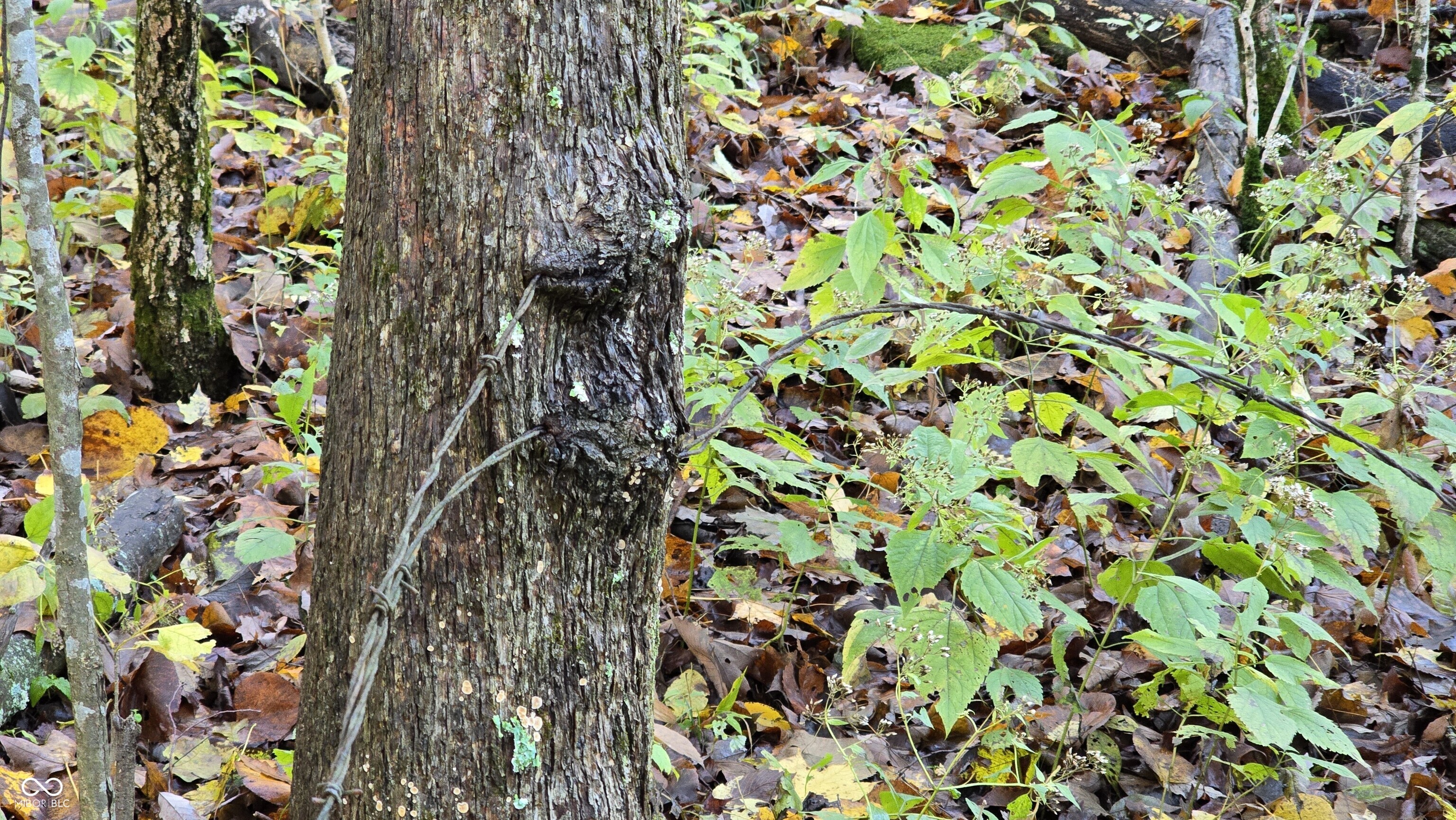 5635 Plum Creek Road Vevay, IN 47043 - Photo 13 of 60