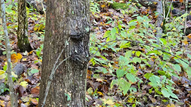 $159,000 | 5635 Plum Creek Road, Vevay, IN 47043