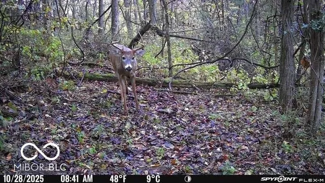 $159,000 | 5635 Plum Creek Road, Vevay, IN 47043