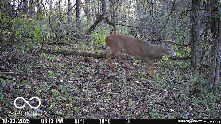 5635 Plum Creek Road Vevay, IN 47043 - Photo 23 of 60