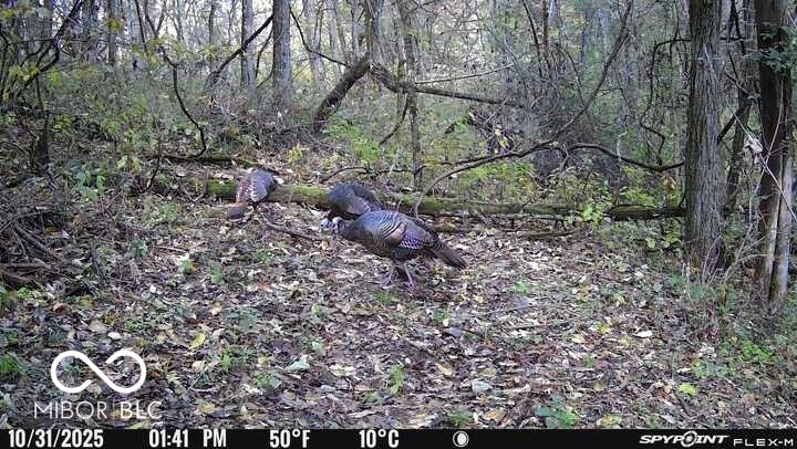 5635 Plum Creek Road Vevay, IN 47043 - Photo 28 of 60