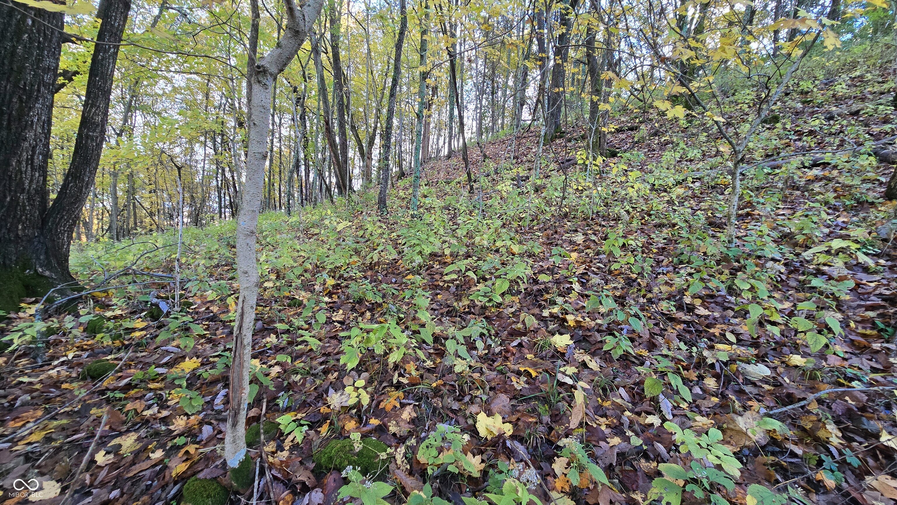 5635 Plum Creek Road Vevay, IN 47043 - Photo 31 of 60