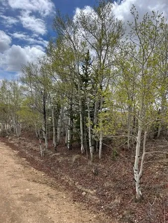 a view of a forest with trees in the background
